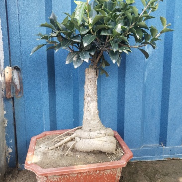桂花