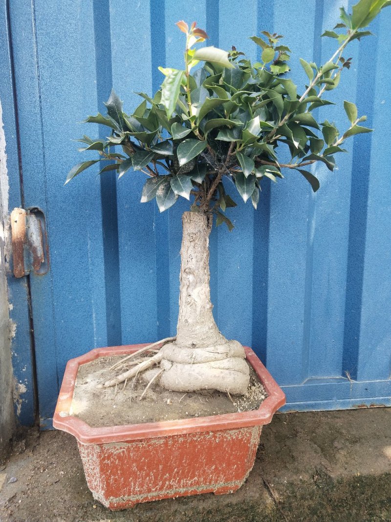 桂花