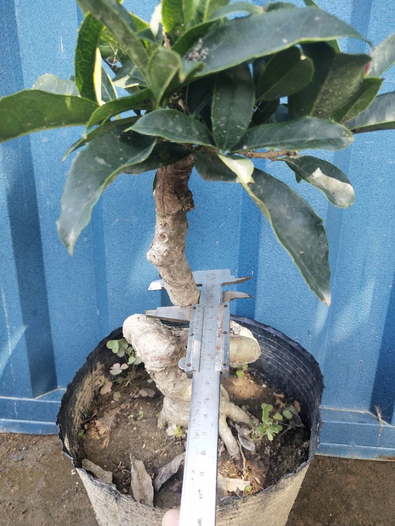 桂花