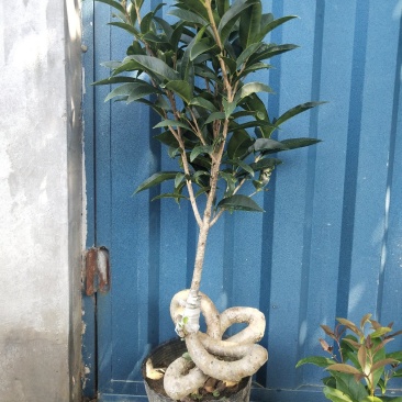 桂花
