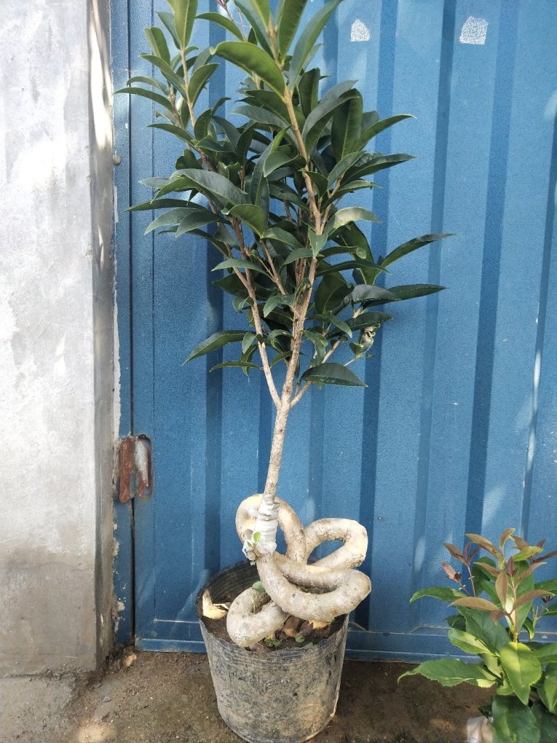 桂花