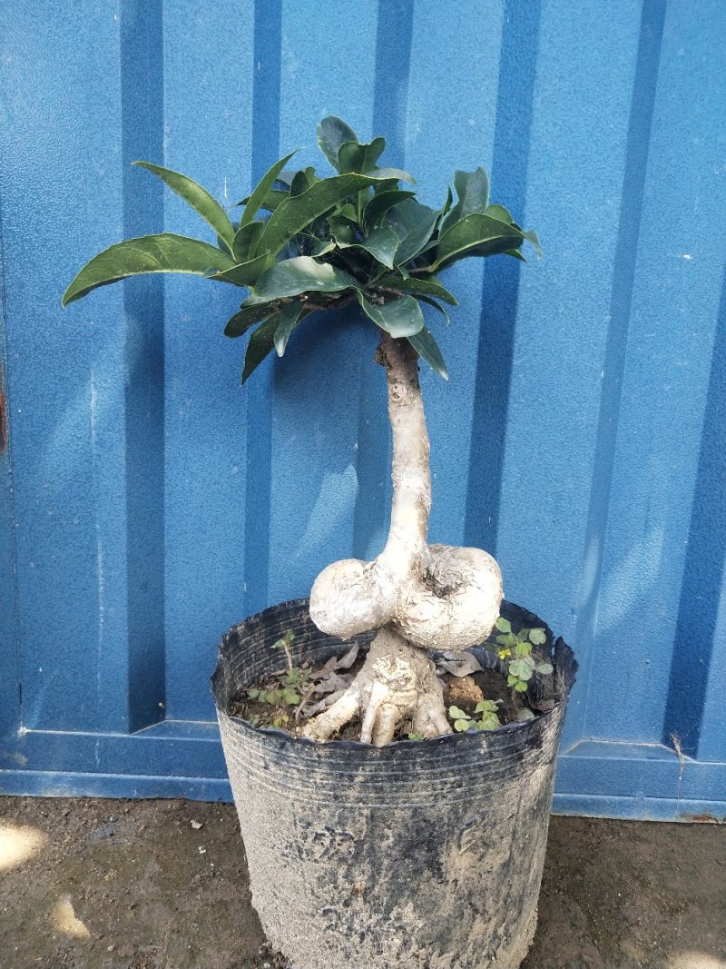 桂花