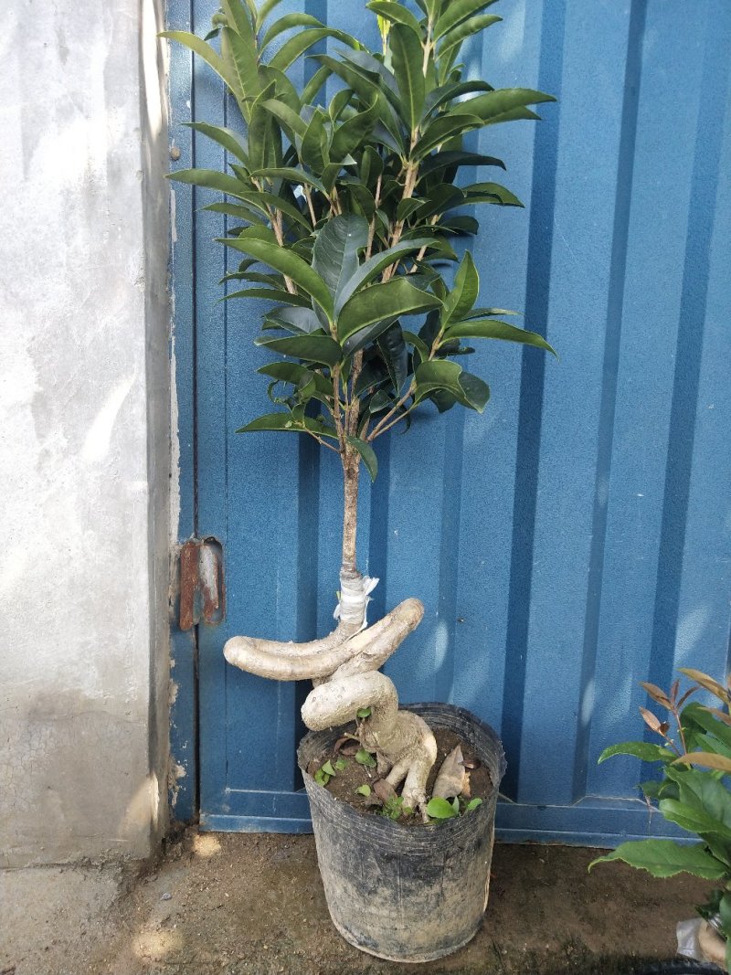 桂花