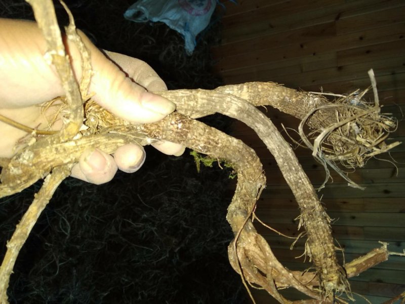 贵州铜仁无硫野生中药材紫花信前胡干货毛前胡生货非白花前胡