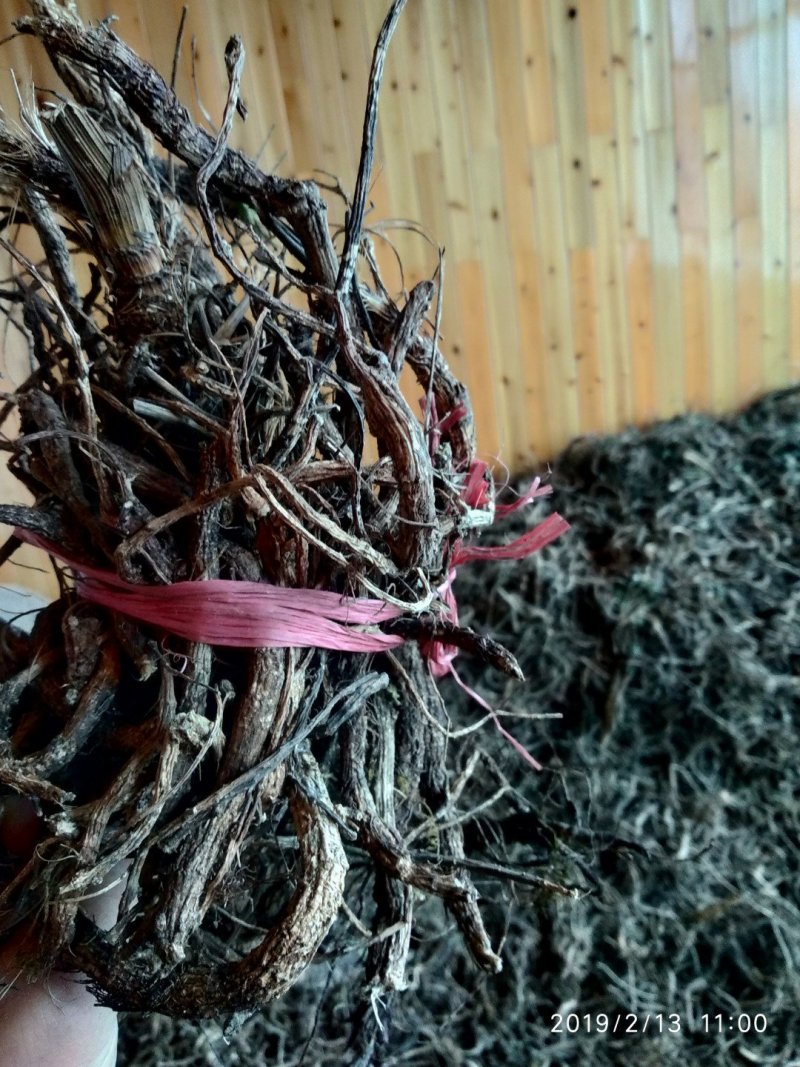 贵州铜仁无硫野生中药材紫花信前胡干货毛前胡生货非白花前胡