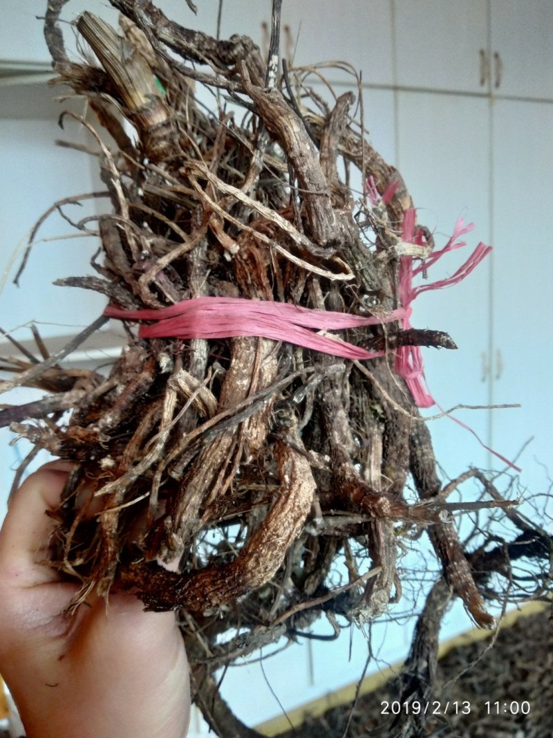 贵州铜仁无硫野生中药材紫花信前胡干货毛前胡生货非白花前胡