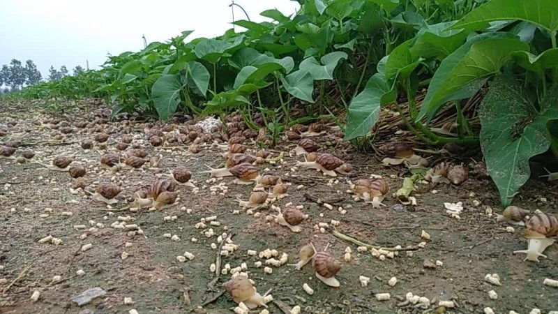白玉蜗牛活体、带壳冷冻、冻肉、宠物蜗牛