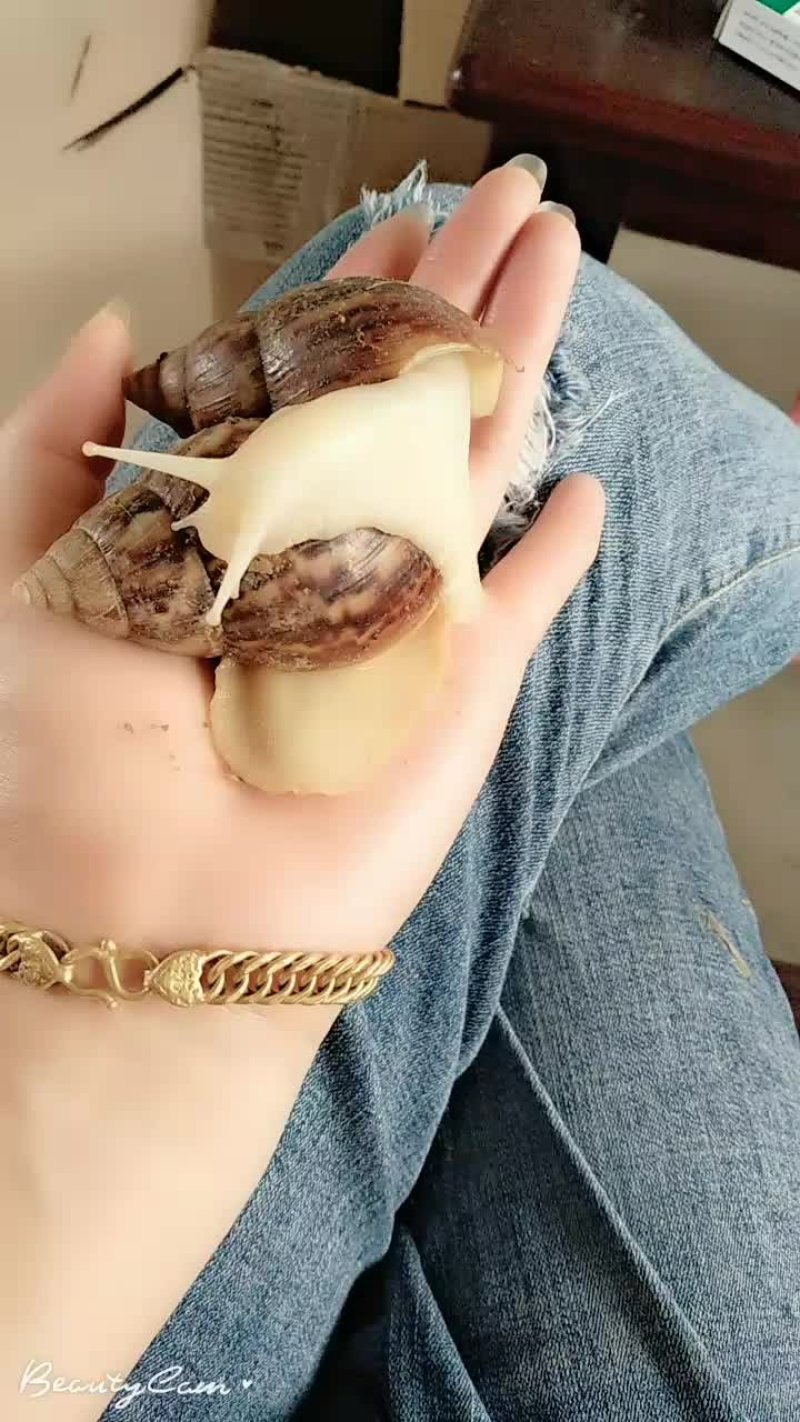 白玉蜗牛活体、带壳冷冻、冻肉、宠物蜗牛