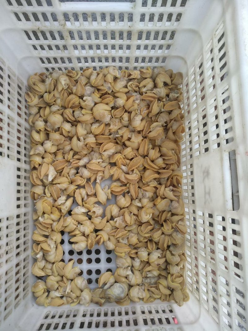 白玉蜗牛活体、带壳冷冻、冻肉、宠物蜗牛