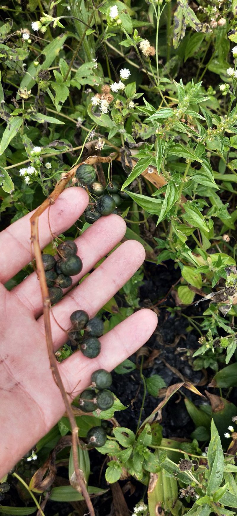 黄精籽