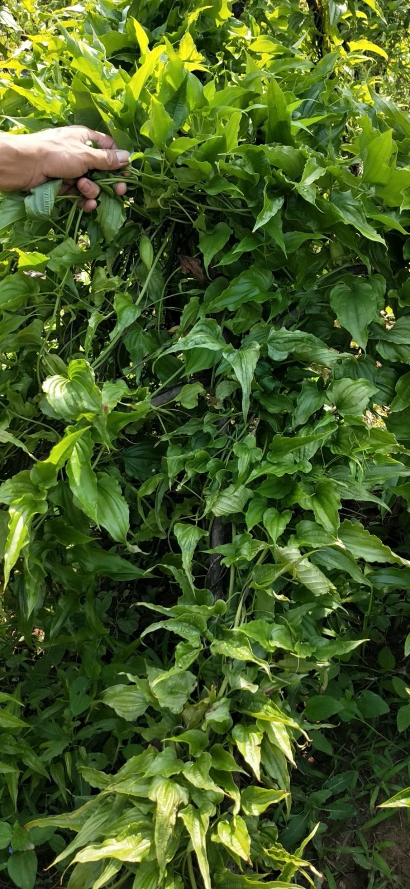 百部籽