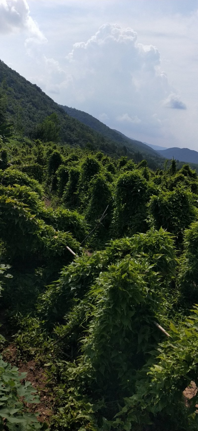 百部籽