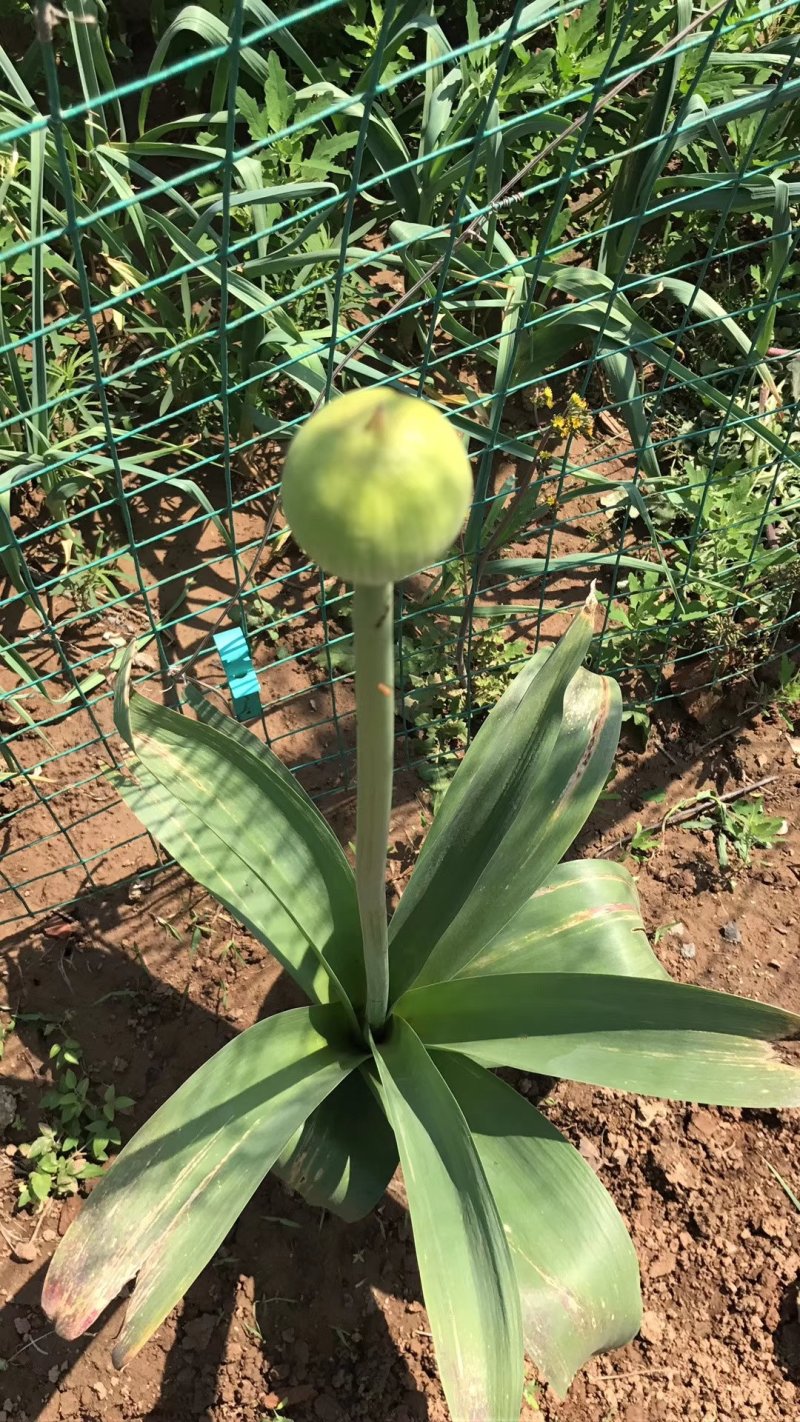 荷兰进口大花葱兰种球大使，球王，格斗士，卡如勒等