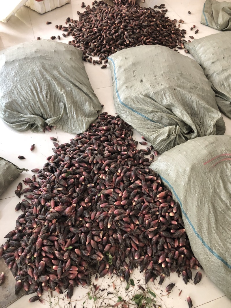 阳荷