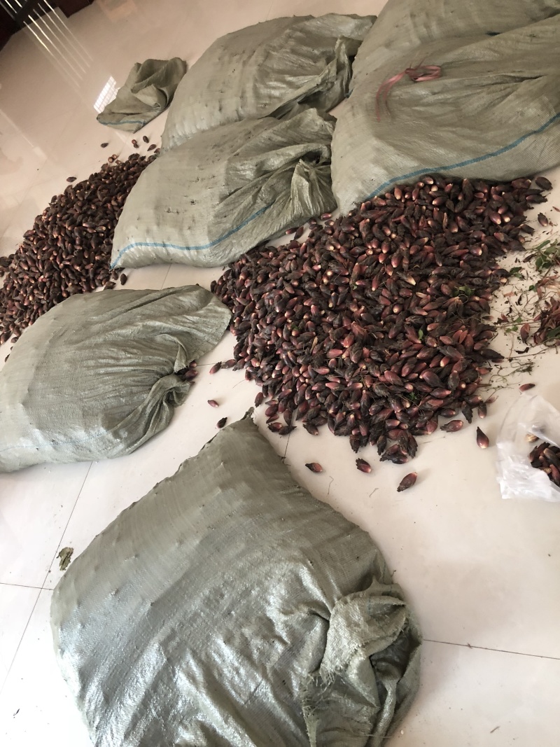 阳荷