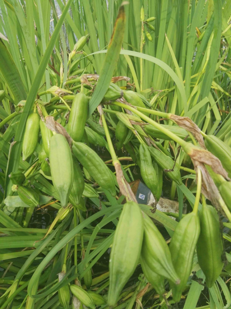 黄菖蒲种子黄花燕尾种子花菖蒲种子水生植物种子耐寒四季播种