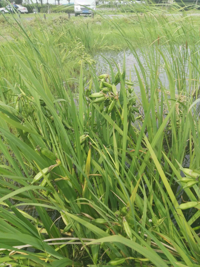 黄菖蒲种子黄花燕尾种子花菖蒲种子水生植物种子耐寒四季播种