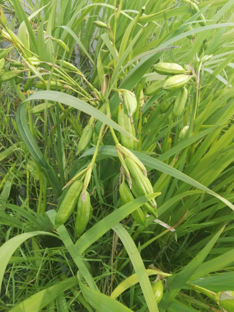 黄菖蒲种子黄花燕尾种子花菖蒲种子水生植物种子耐寒四季播种