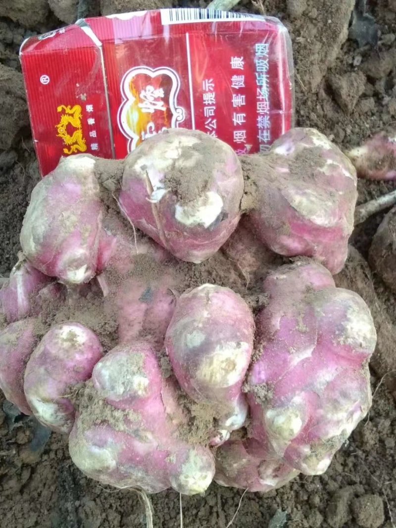 灵宝洋姜基地期待你的到来，欢迎新老客户提前预定