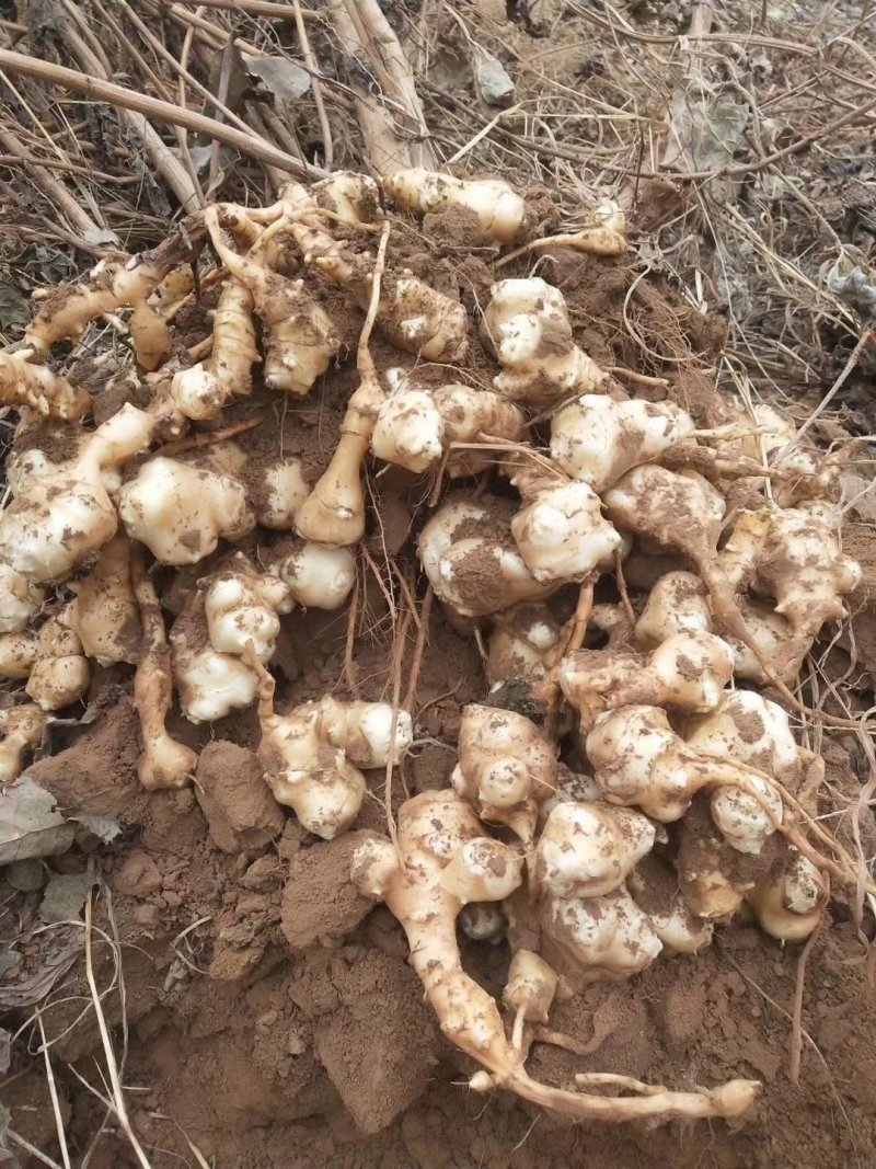 灵宝洋姜基地期待你的到来，欢迎新老客户提前预定