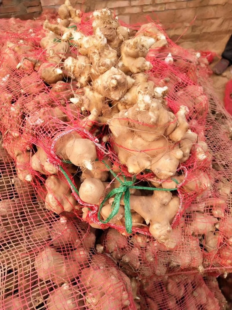 灵宝洋姜基地期待你的到来，欢迎新老客户提前预定