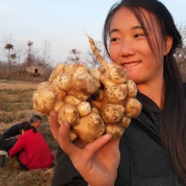 灵宝洋姜基地期待你的到来，欢迎新老客户提前预定