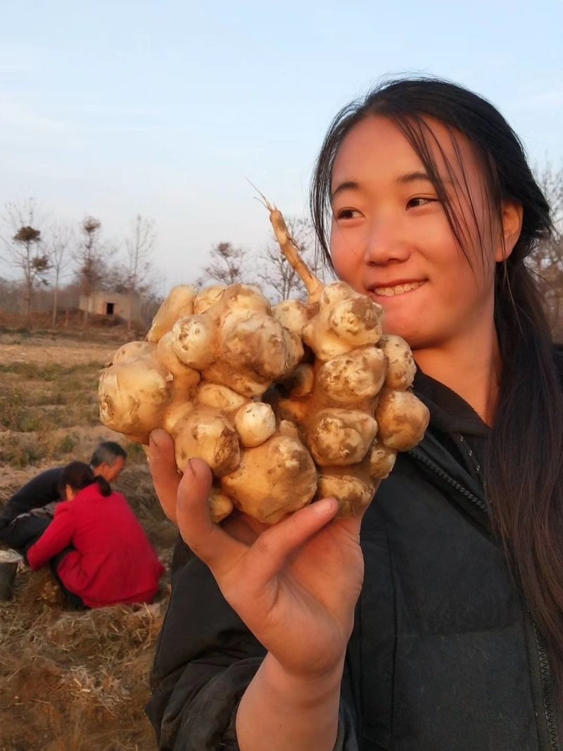灵宝洋姜基地期待你的到来，欢迎新老客户提前预定