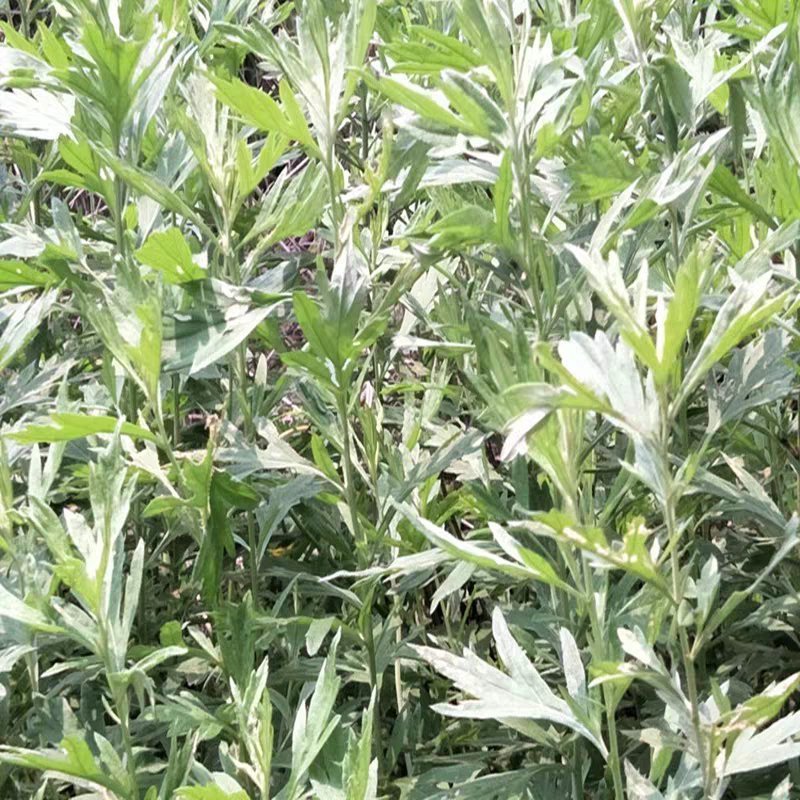 艾草野生艾叶整棵晒药材干货月子孕妇产后泡脚洗澡沐浴足无硫