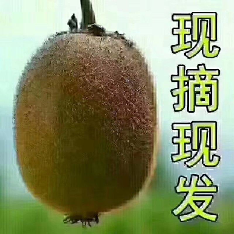 绿心猕猴桃