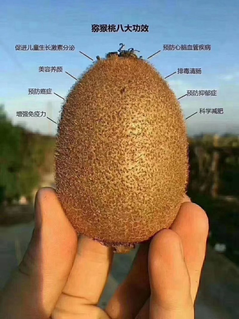 绿心猕猴桃
