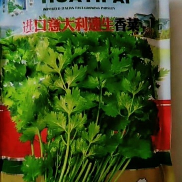 香菜种子意大利香菜种子四季可播种子速生四季香菜种子
