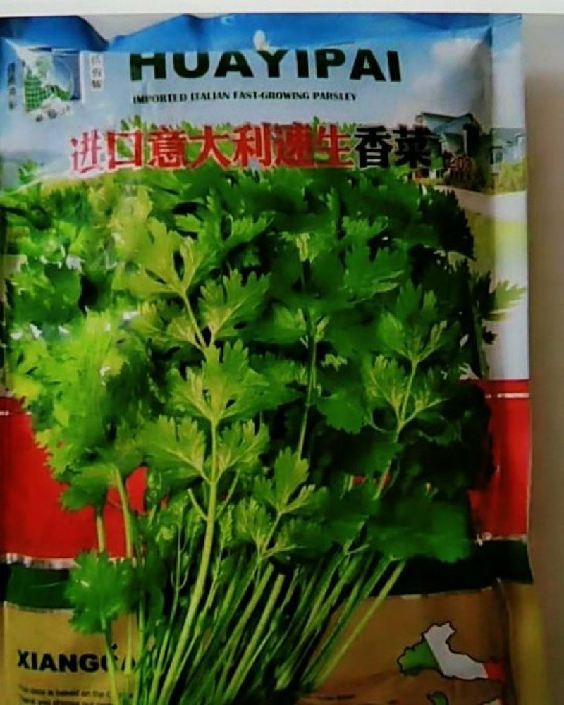 香菜种子意大利香菜种子四季可播种子速生四季香菜种子