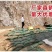 护坡生态袋园林绿化草种草籽袋长丝土工布无纺布袋河道工程