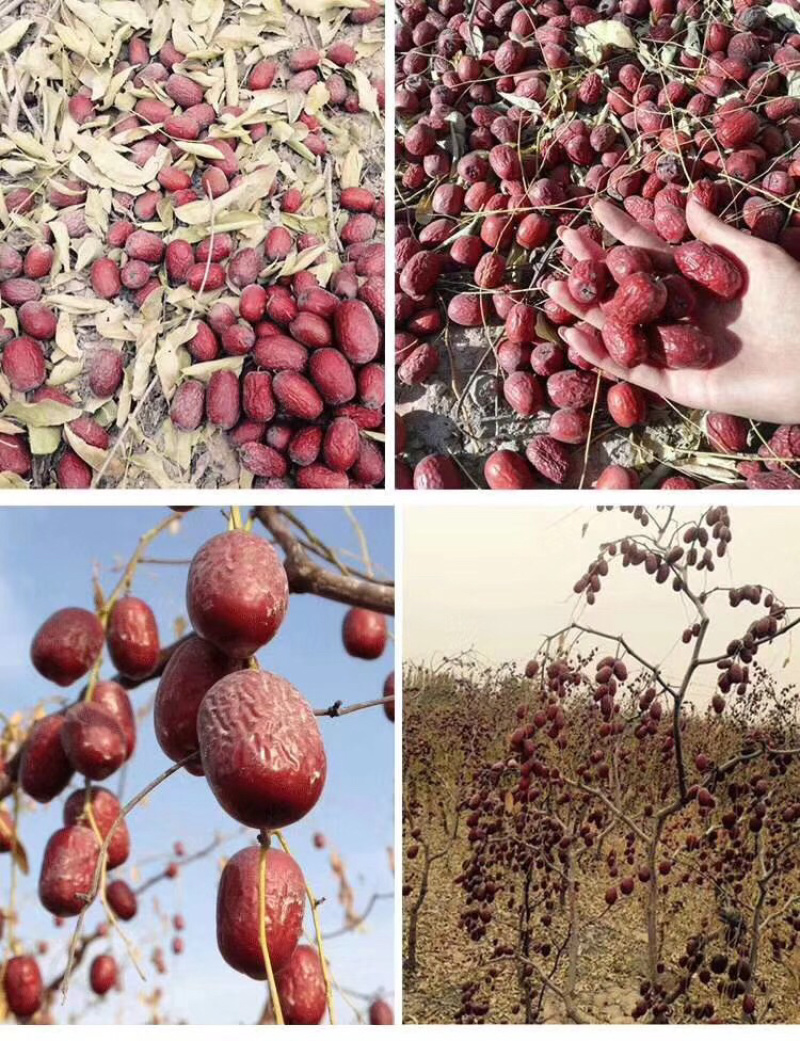 新疆若羌灰枣，质量好保证品质，价格低