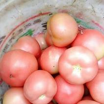 精品西红柿精品硬粉西红柿