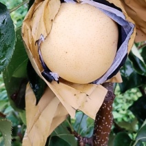 黄金梨