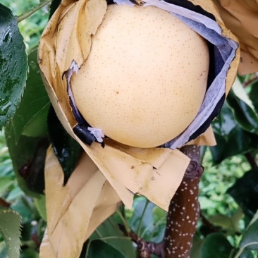黄金梨