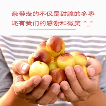 沾化冬枣原产地直发