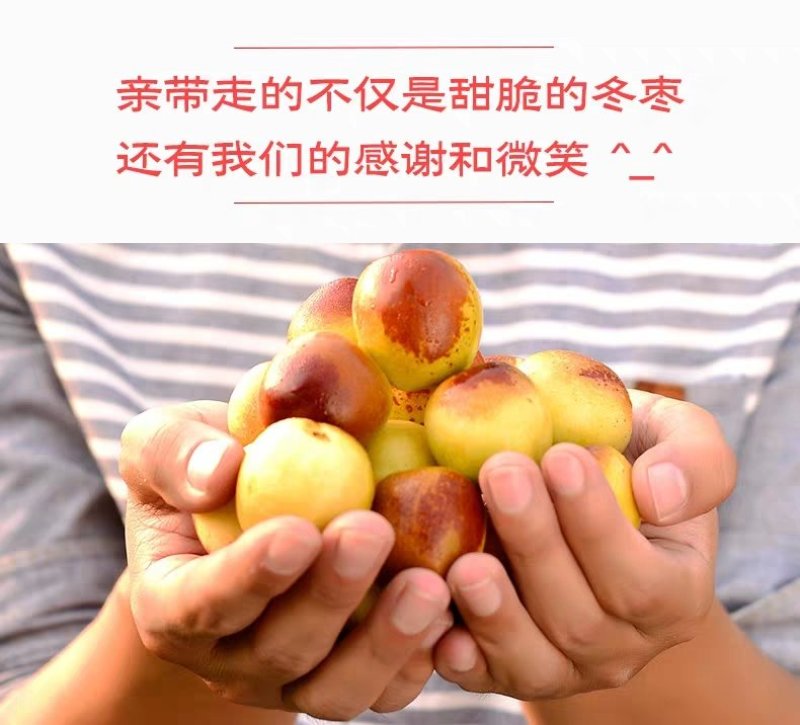 沾化冬枣原产地直发