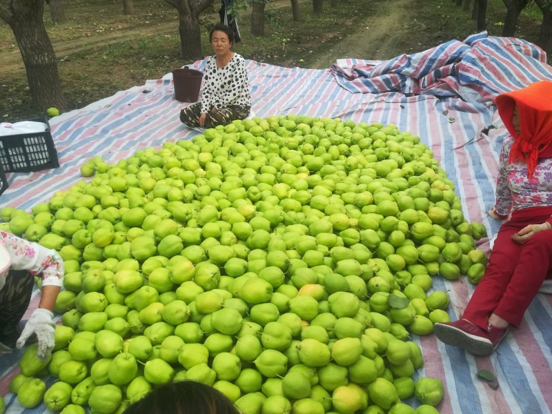 河套早酥梨