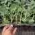 进口青花菜炎秀西兰花种苗产地直发品质保证欢迎来电