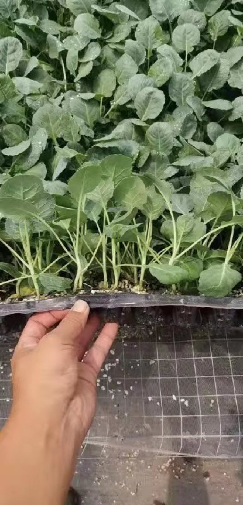 进口青花菜炎秀西兰花种苗产地直发品质保证欢迎来电