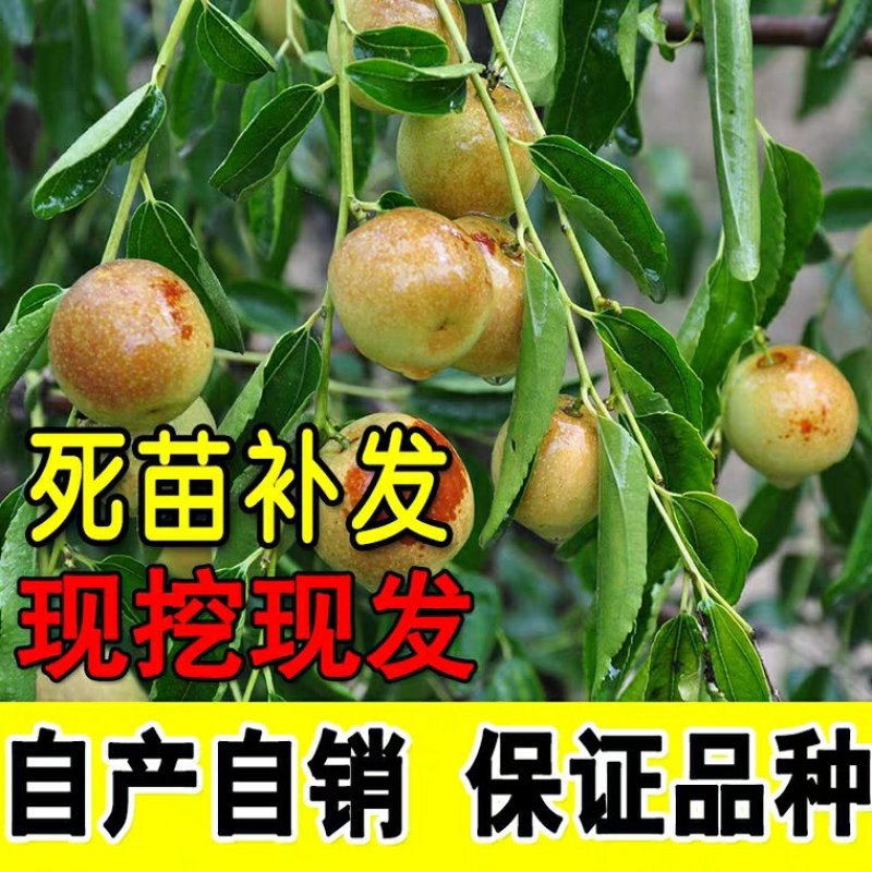沾化冬枣树苗包邮产量高易管理品种保证包成活
