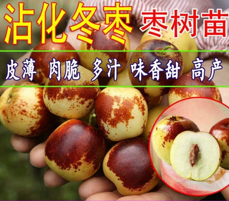 沾化冬枣树苗包邮产量高易管理品种保证包成活