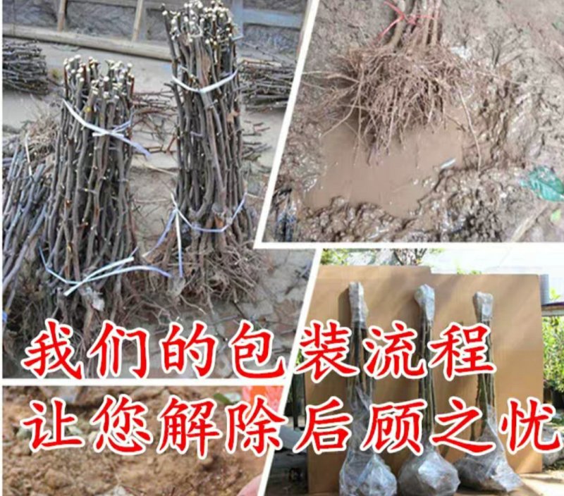 沾化冬枣树苗包邮产量高易管理品种保证包成活