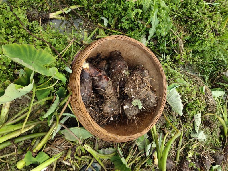 香芋大量批发荔浦直发