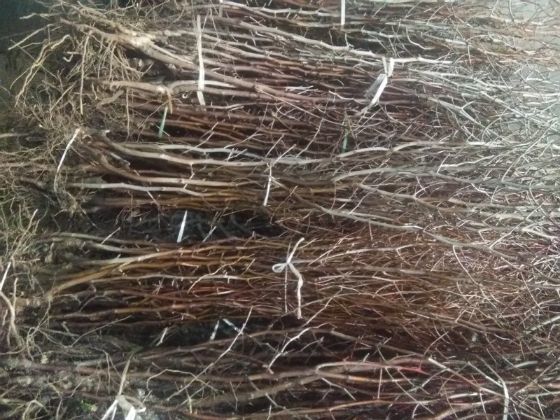 沾化冬枣树苗包邮产量高易管理品种保证包成活