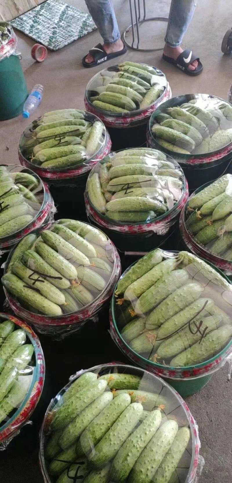 旱地黄瓜大量销售