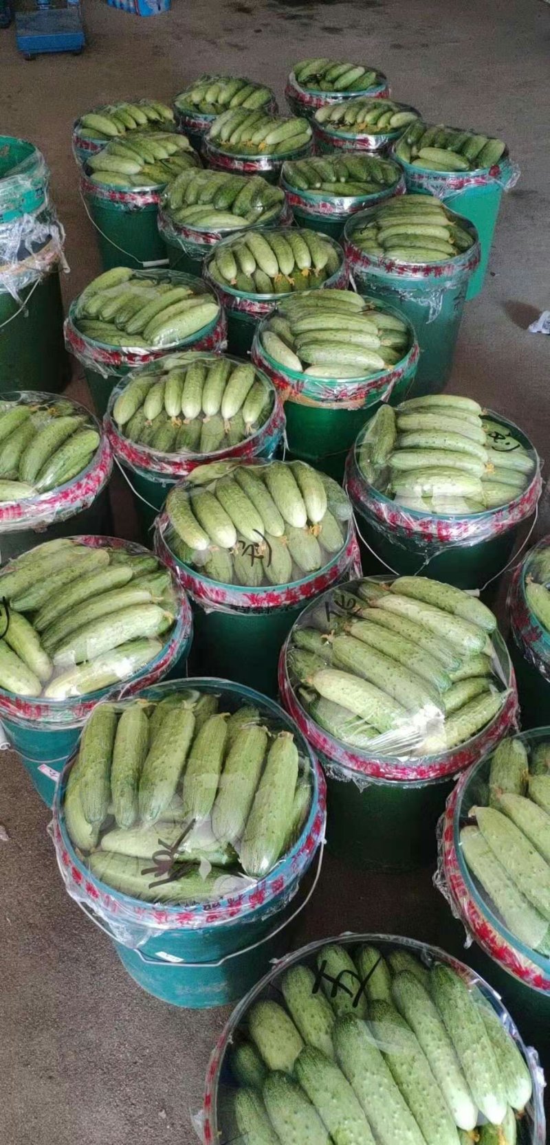 旱地黄瓜大量销售