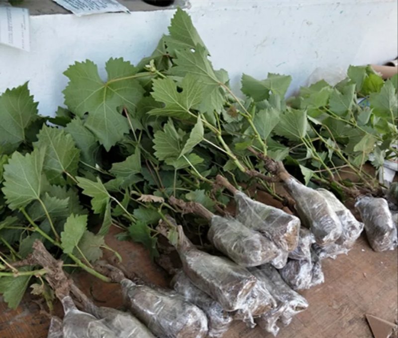 巨峰葡萄苗产量高易管理基地直销包品种假一赔十